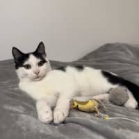 Photo of Smudge