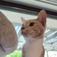 Photo of Poppyseed