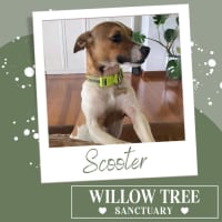 Photo of Scooter