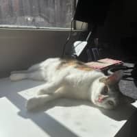 Photo of Jazz