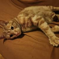 Photo of Toffee