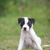 Photo of Loki