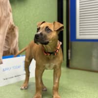 Photo of Rex