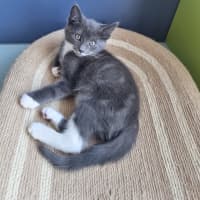 Photo of Louie