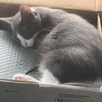 Photo of Grayson
