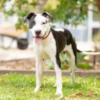 Photo of Snoopy