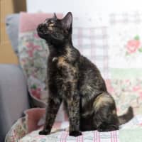 Photo of Suzie ** 2nd Chance Cat Rescue**