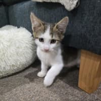 Photo of Harry   9 Week Old Domestic Shorthair