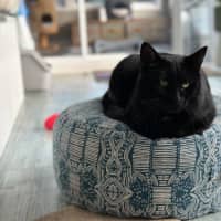 Photo of Bronson