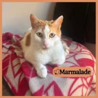 Photo of Marmalade