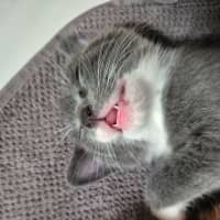 Photo of 🩵 Blue Jay 🩵