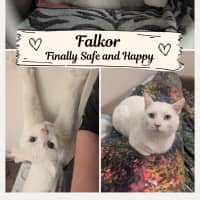 Photo of Falkor