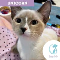 Photo of Unicorn