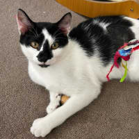Photo of Daisy