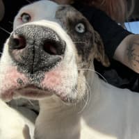 Photo of Cheetoh Puff