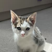 Photo of Mazda (8923)