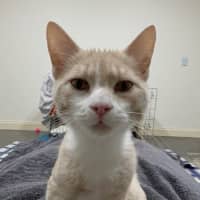 Photo of Creamy Alfredo