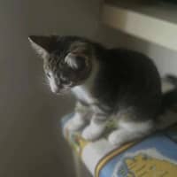 Photo of Miss Mittens