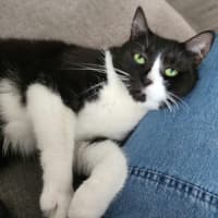 Photo of Dusty   In Foster Care In Ardeer