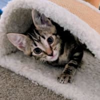 Photo of Alexander Meet Me@Petstock Chelsea Store 