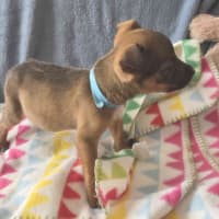 Photo of Benji