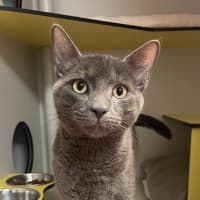 Photo of Atlas 