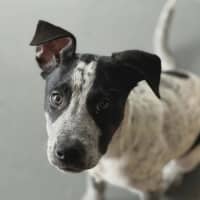 Photo of Diesel