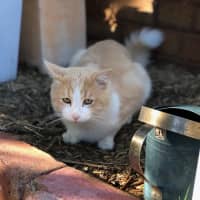 Photo of Pickles