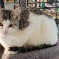 Photo of Patch