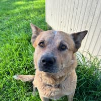 Photo of Ace