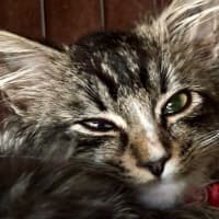 Photo of Koda Sim