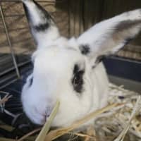 Photo of Barnabus