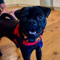 Photo of Archie   1 Year Old Pugalier