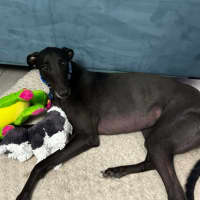 Photo of Rocky, The Greyhound 