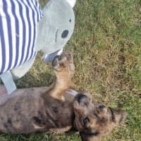 Photo of Freyja