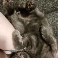 Photo of Pesto   Located In Preston