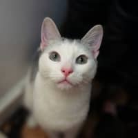 Photo of Neon   In Foster Care In Preston