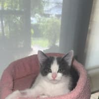 Photo of Cosmo
