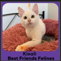 Photo of Kinali 