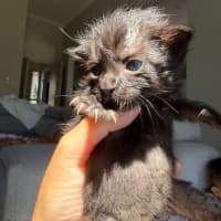 Photo of Nyx