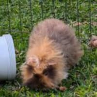 Photo of Max & Floyd 