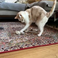 Photo of Dougal   Reduced Adoption Fee