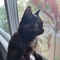 Photo of Fluffy