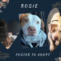 Photo of Rosie
