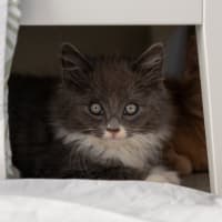 Photo of Bluey