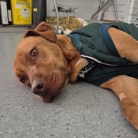 Photo of Pikelet 🥞