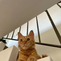 Photo of Ketchup