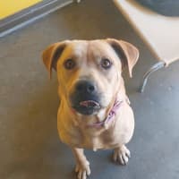 Photo of Peony