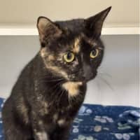 Photo of Belladonna