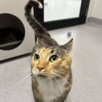Photo of Cleopatra